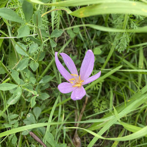 Ein Krokus auf der Wiese in einem Blogbeitrag über einen kreativen August.