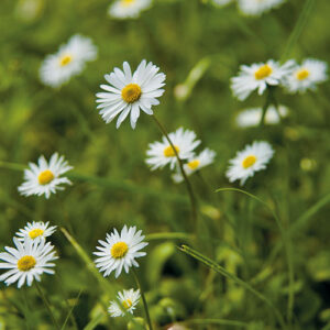 Eine Wiese mit Gänseblümchen.